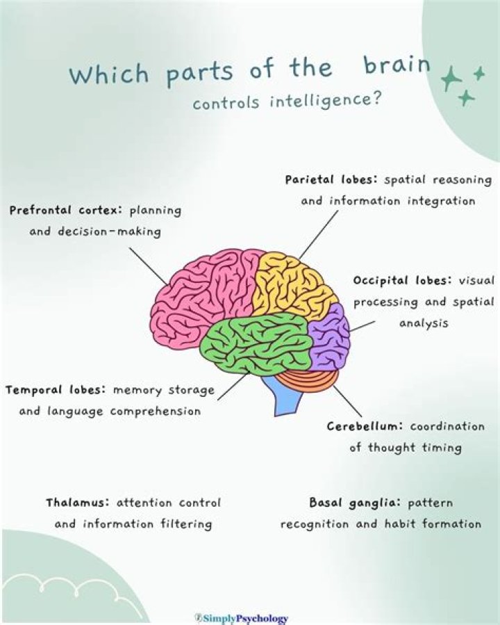What part of the brain controls puzzle?