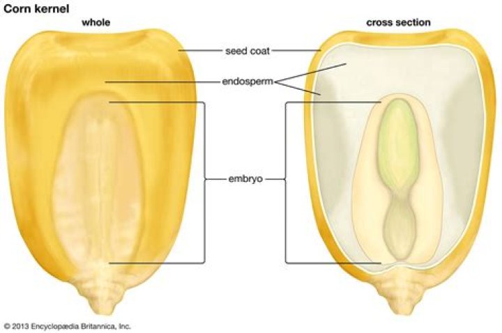 What part of the corn is the seed?