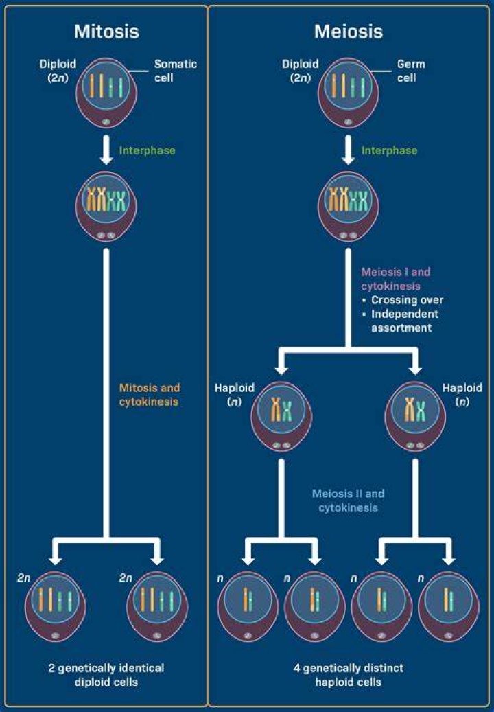What percent of cells should be in mitosis?