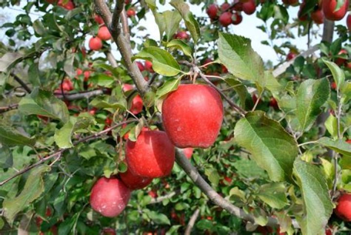 What plant do apples belong to?