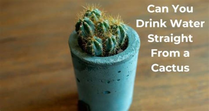 What plants can you drink water from?