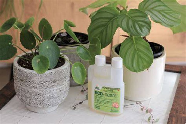 What plants can you use neem oil on?