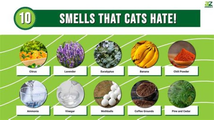 What plants do cats hate the smell of?