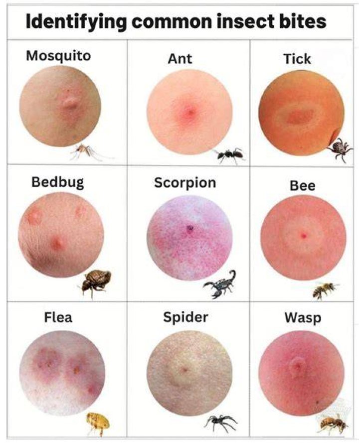 What should be done after a bug is found?