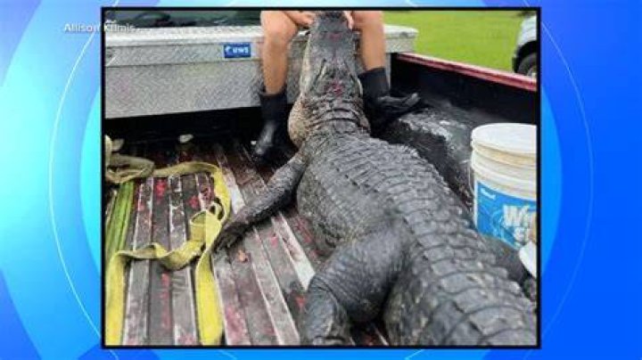 What should you do if an alligator attacks you in the water?