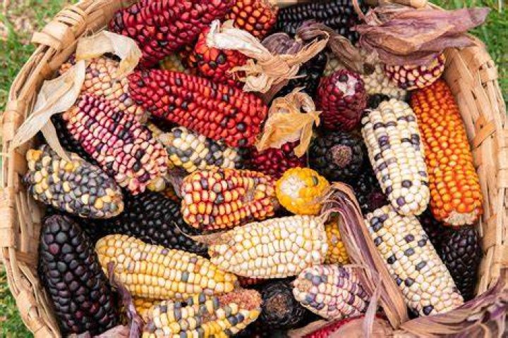 What three crops provide most of the world's food?