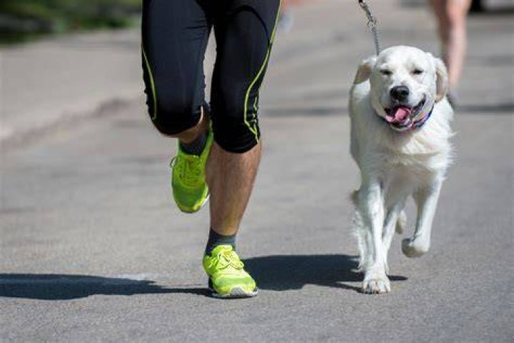 What to do if you see a dog running around?