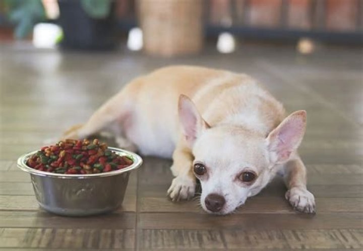 What to feed a sick dog that will not eat?