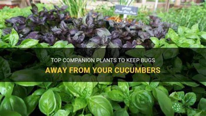 What to plant with cucumbers to keep bugs away?