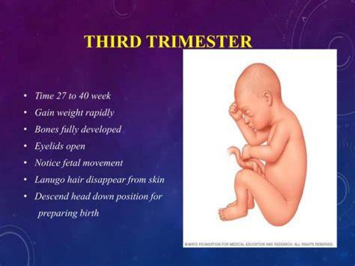 What trimester does the fetus open its eyes?