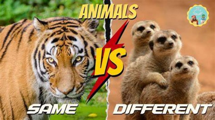 What two animals are the same but different?