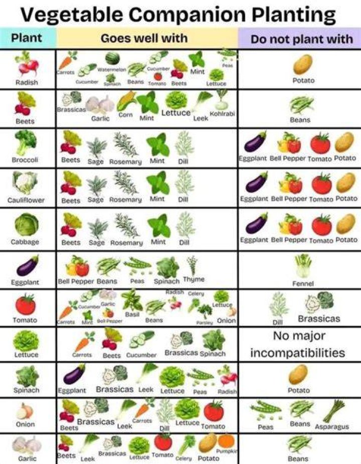 What vegetables should not be grown together?