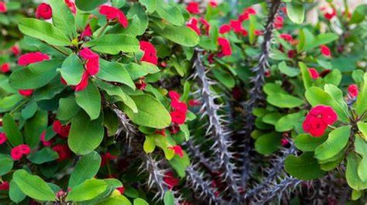 What was Jesus crown of thorns made from?