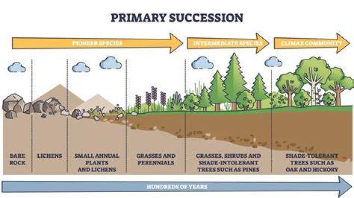 What was the problem of succession?