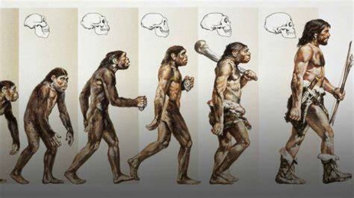 What were humans meant to eat?