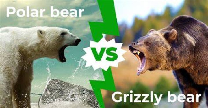 What would beat a polar bear in a fight?