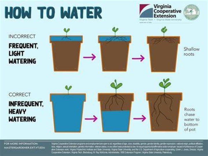 When I water my plants the water sits on top?