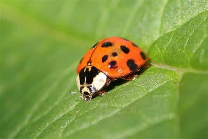 Where can I find Oasis beetles?