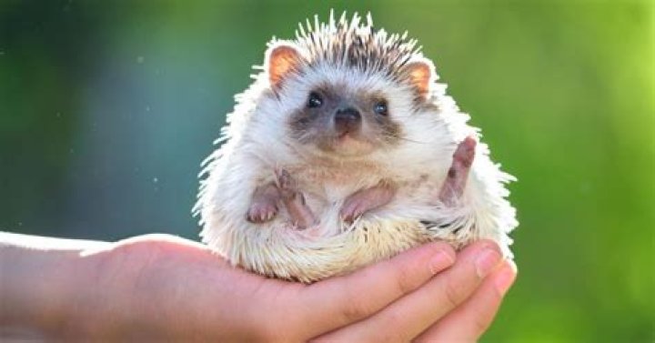 Where can I get a hedgehog from?