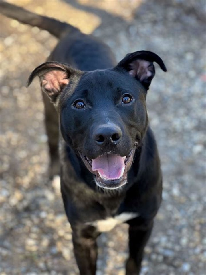 Where can I get a Labrador Retriever in Washington?