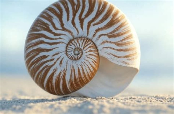 Where can we find patterns in nature?