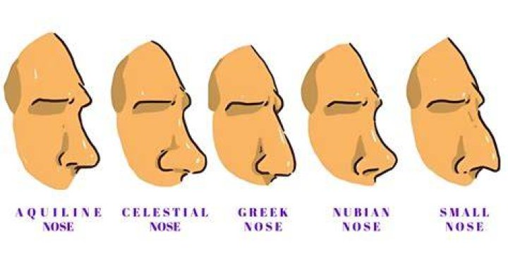 Where do big noses come from?