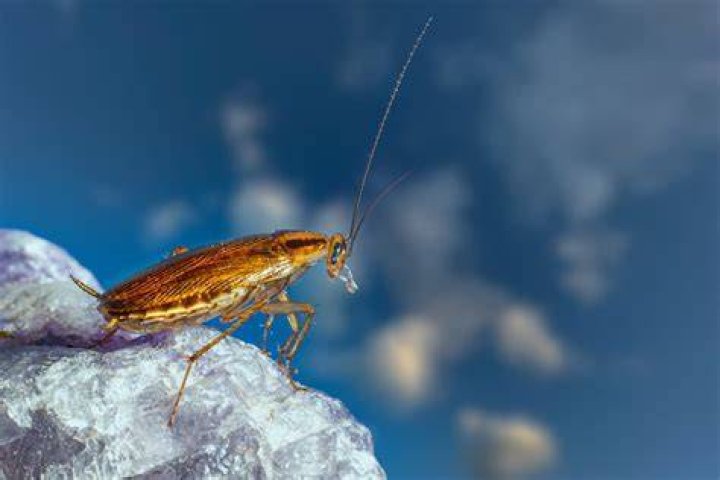 Where do cockroaches go during the day?