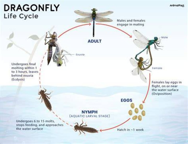Where do dragon flies come from?