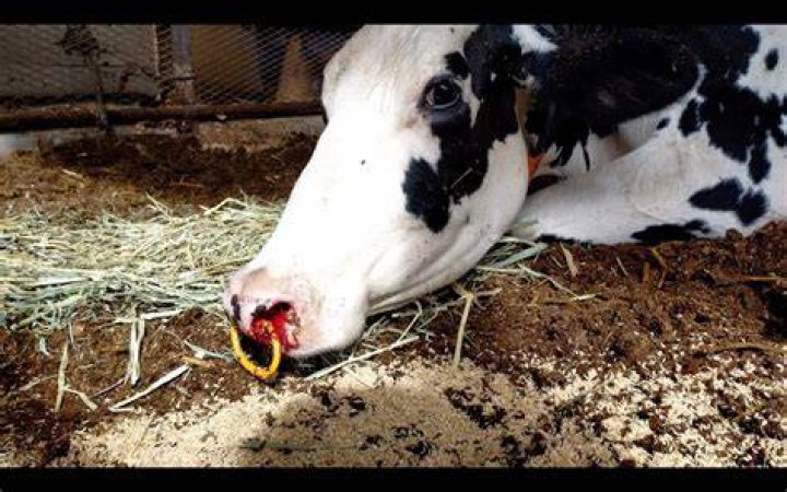 Where do I enter farm loss for death of cow?