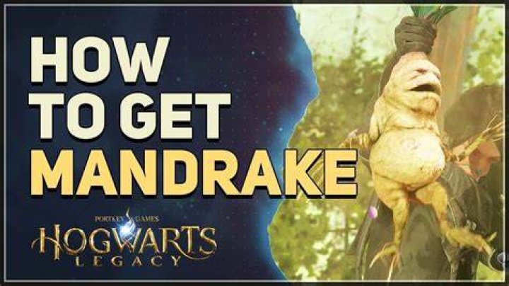 Where do you get mandrake?