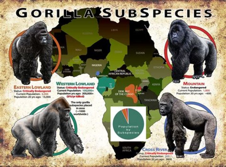 Where is Gorillas delivery from?