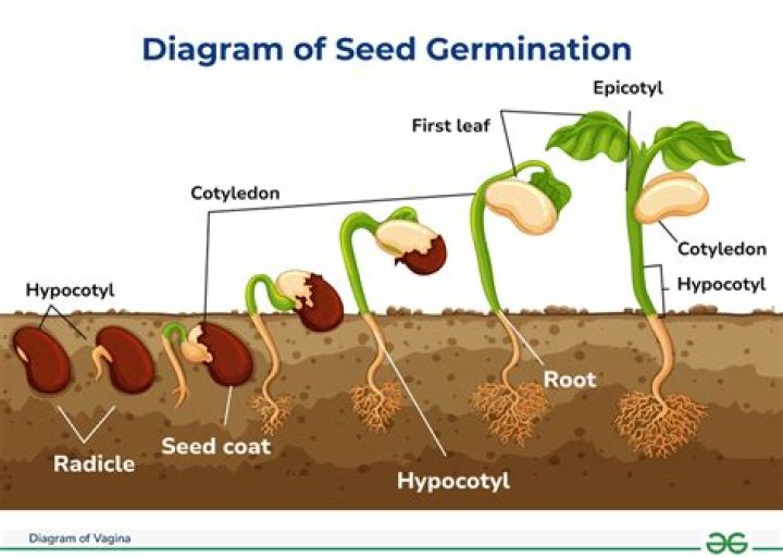 Where is the seed in the plant?