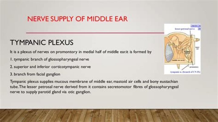 Where is the tympanic plexus?