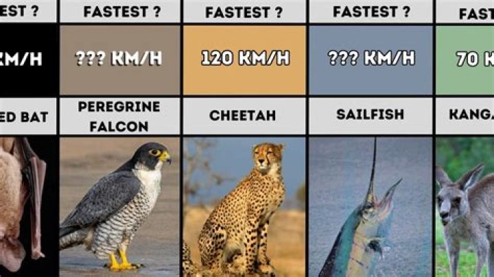 Which animal can run but not walk?