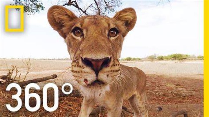 Which animal can see 360 degrees?