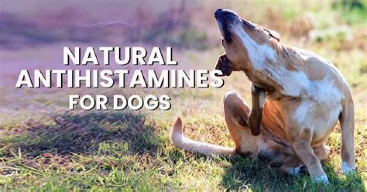 Which antihistamine is best for dogs?