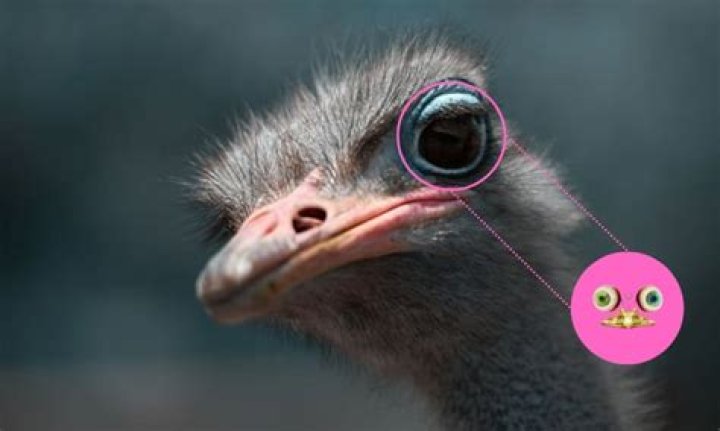 Which bird has best memory?