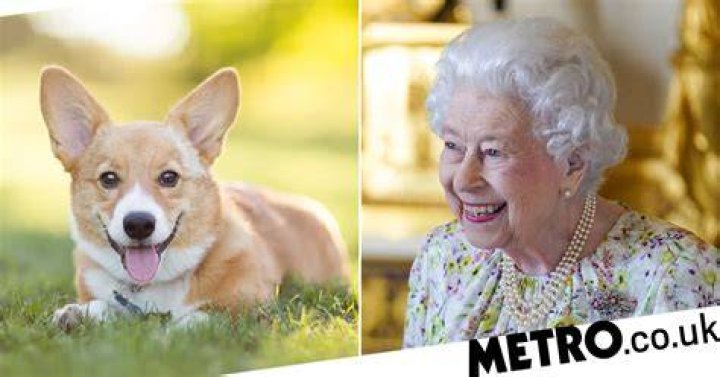 Which breed of dog does the Queen keep?