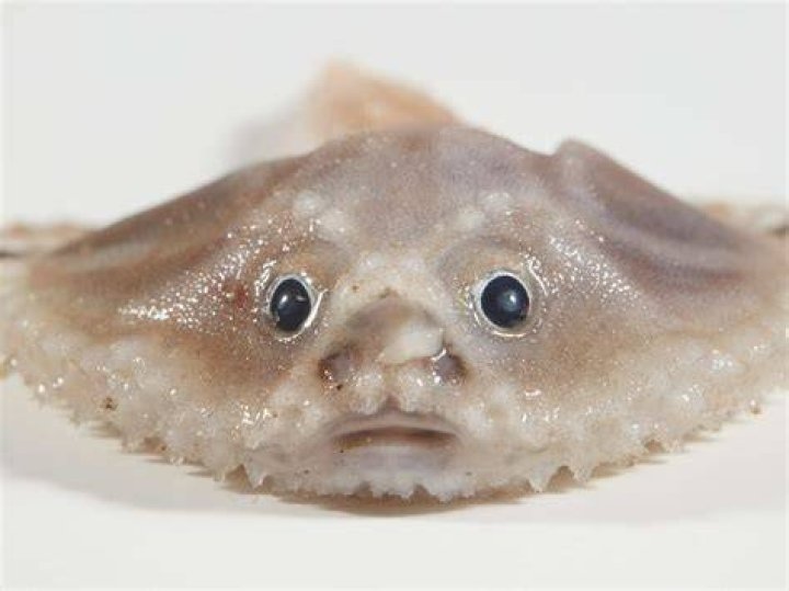 Which is not a fish?