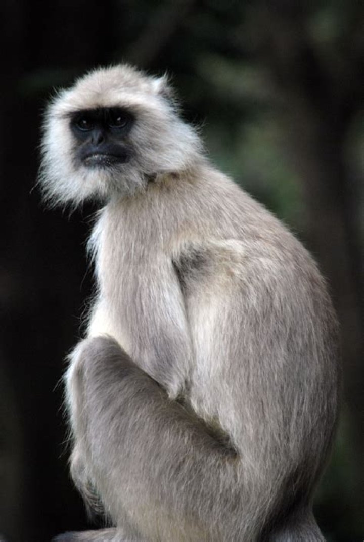 Which is the best description of the gray langur?