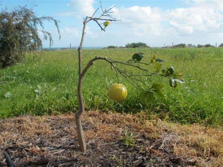 Which is the saddest fruit?