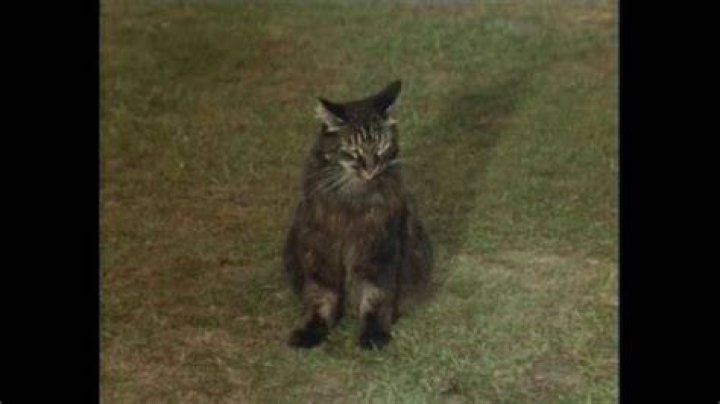 Which Monty Python episode has Confuse a cat?