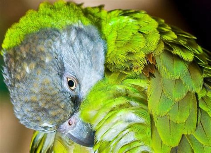 Which parrot is the quietest?