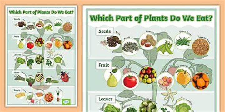 Which plant flower do we eat?