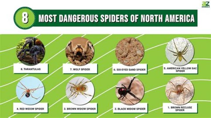 Which spider kills most humans?