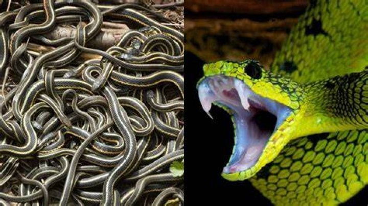 Which state in India has most snakes?