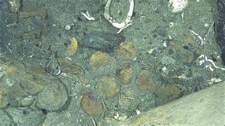 Who found the gold coins answer?