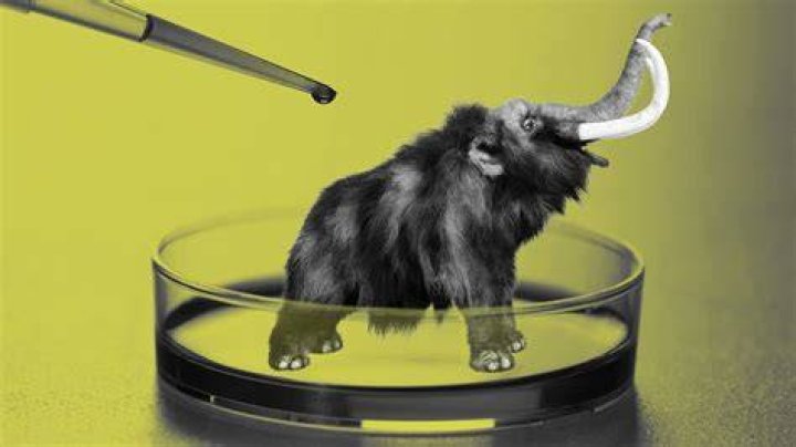 Who is Animal based off of?