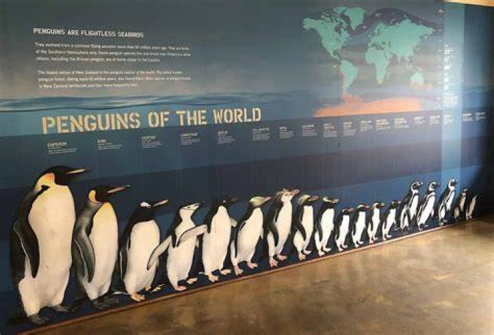 Who is the best penguin?