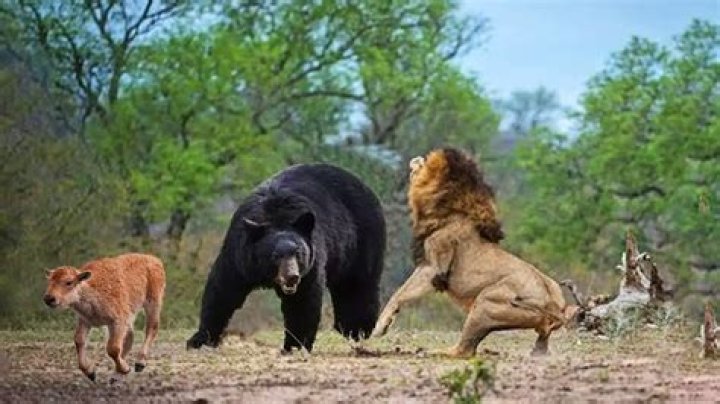 Who would win a bear or rhino?